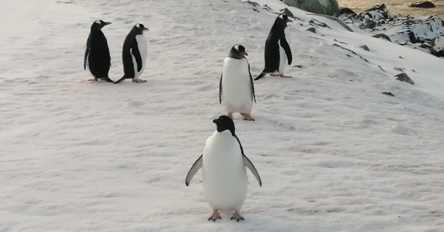 Науковці занепокоєні надто швидким таненням льоду в Антарктиді