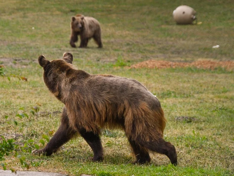 Немецкий приют показал, как чувствуют себя привезенные из Закарпатья медведи