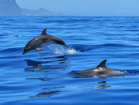 Британська розвідка заявила, що РФ долучила до охорони кораблів у Севастополі дельфінів