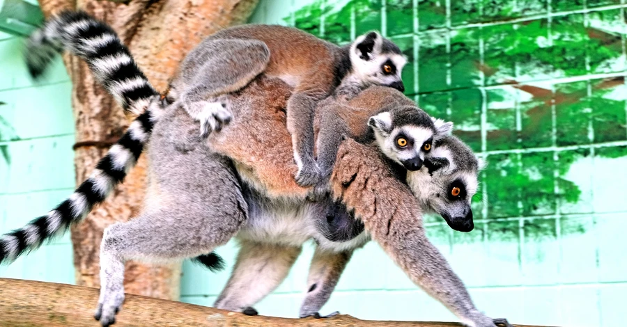 В киевском зоопарке в семье лемуров растут пятеро малышей