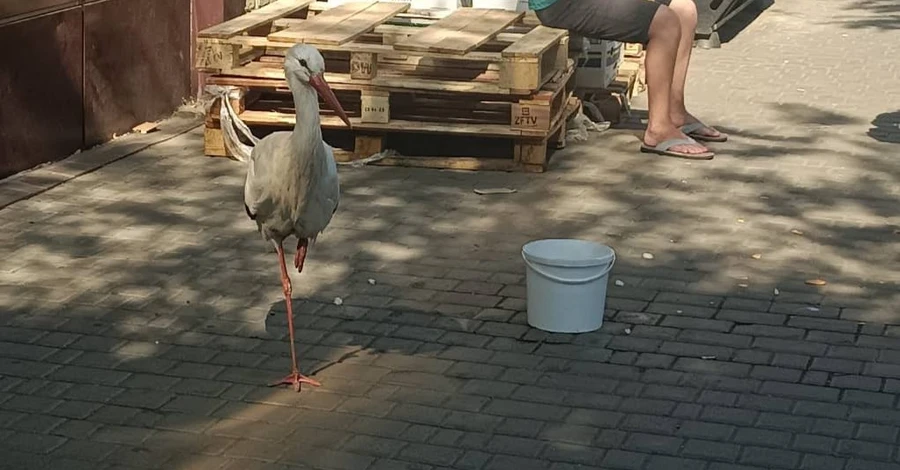 На одесский вокзал прилетел аист - птицу передали в зоопарк