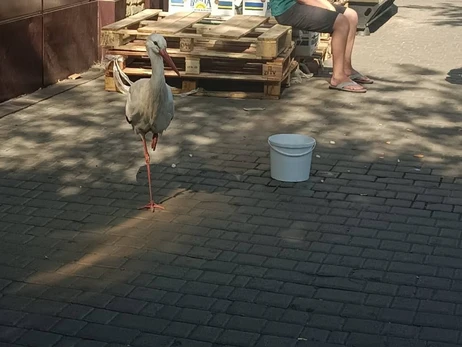 На одесский вокзал прилетел аист - птицу передали в зоопарк