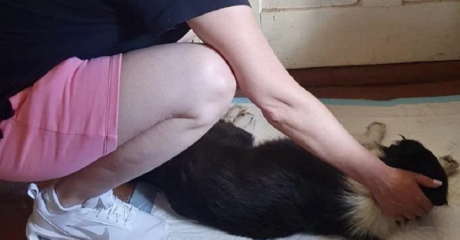 Повернули з того світу: на Харківщині ветеринари реанімували собаку, у якого під час операції зупинилося серце