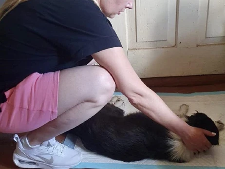 Вернули с того света: на Харьковщине ветеринары реанимировали собаку, у которой во время операции остановилось сердце