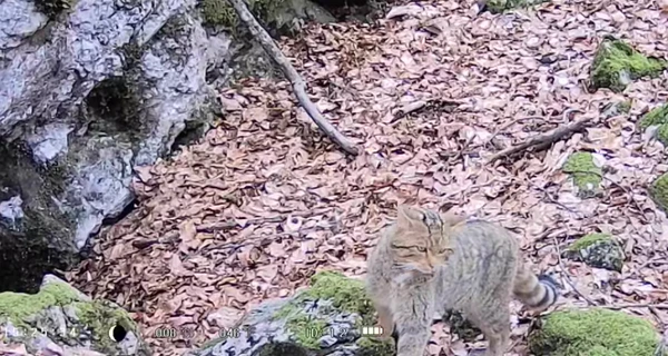 На Закарпатье в заповеднике зафиксировали лесного кота