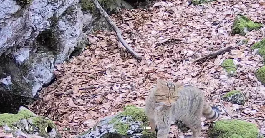 На Закарпатье в заповеднике зафиксировали лесного кота