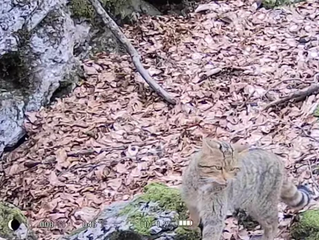 На Закарпатье в заповеднике зафиксировали лесного кота