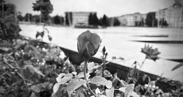 В Краматорске объявили трехдневный траур по погибшим из-за ракетного удара РФ