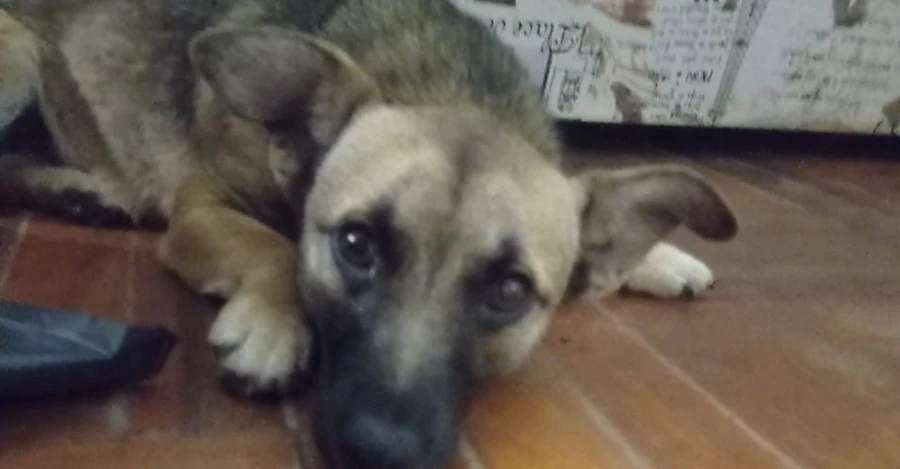 На Запорожье спасли собаку, хозяин которой погиб на фронте, а дом разрушил российский снаряд