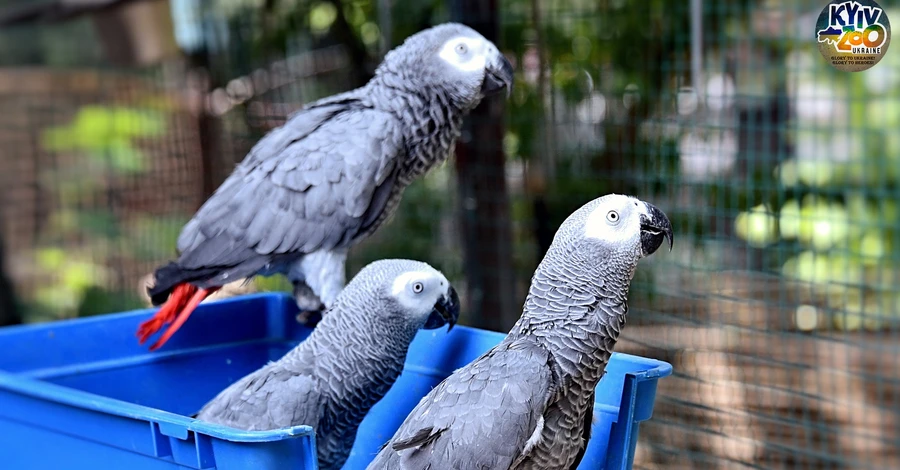 У Київському зоопарку врятованих папуг жако переселили у нову простору вольєру 