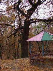 В Киеве заболели уникальные деревья 