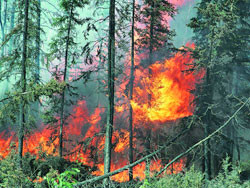 В Национальном природном парке “Синевир” на Закарпатье сгорело около 9 га молодых деревьев и сухая трава 