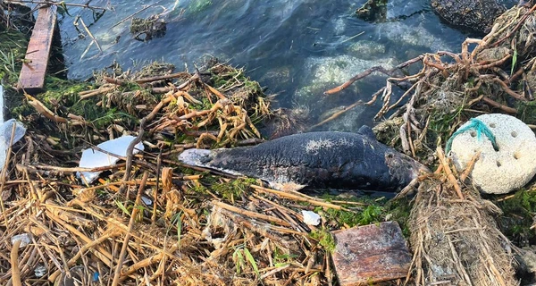 В Одесской области на побережье выбросило мертвых дельфинов 