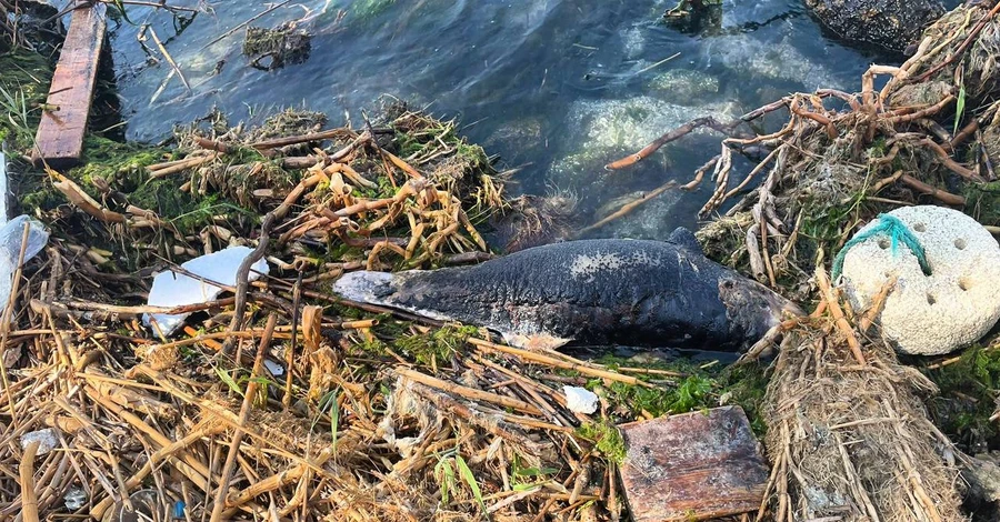 На Одещині на узбережжя викинуло мертвих дельфінів 