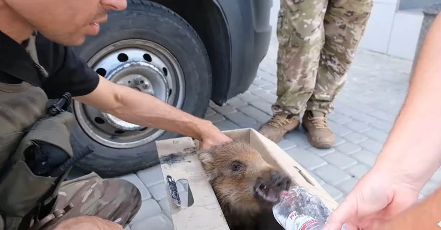На Донбасі врятували дитинча кабана - тварину передали волонтерам