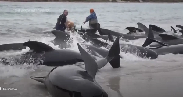 В Австралии больше 100 китов выбросились на берег, половина из них погибла