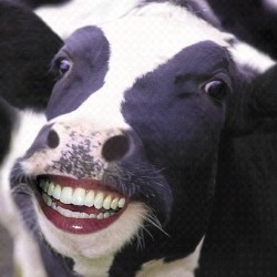 ООН: коровы испускают вредных газов больше, чем автомобили 
