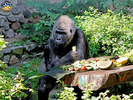 Єдиній горилі в Україні Тоні виповнилось 49 років, за людськими мірками – майже 90