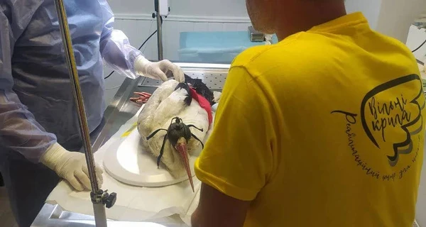 Неизвестные во Львовской области расстреляли гнездо с аистами