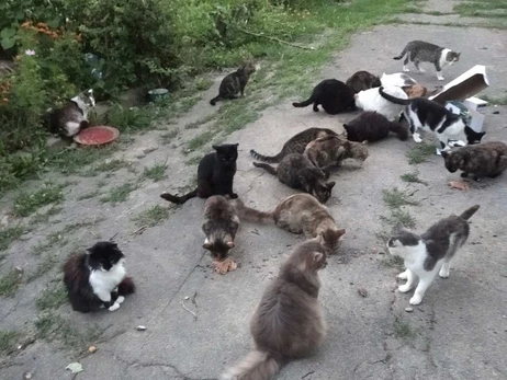 Волонтер, приютившая 200 собак и котов: Спасти всех я не могу, но шанс даю каждому