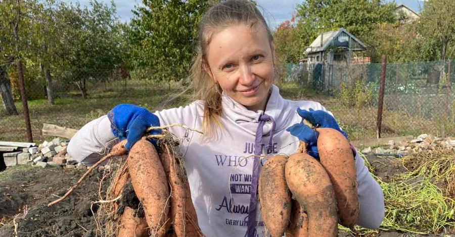 Смачніше та корисніше картоплі: мешканка Кривого Рогу вирощує на городі батат