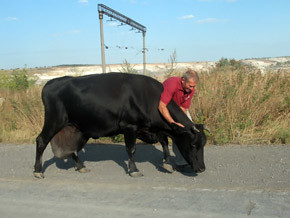 Донецкая корова-гигант дает по 60 литров молока в день! 