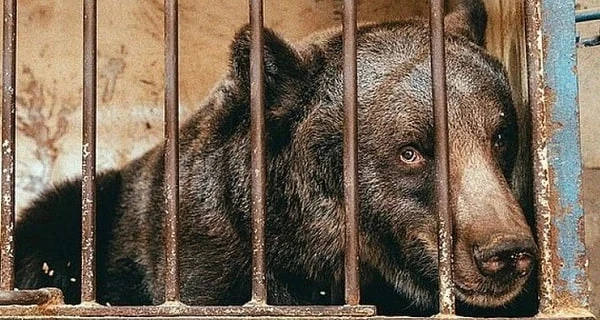 Поліція порушила кримінальну справу через погані умови утримання ведмедя у хмельницькому парку 