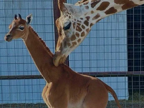 В зоопарке США родился единственный в мире жираф без пятен