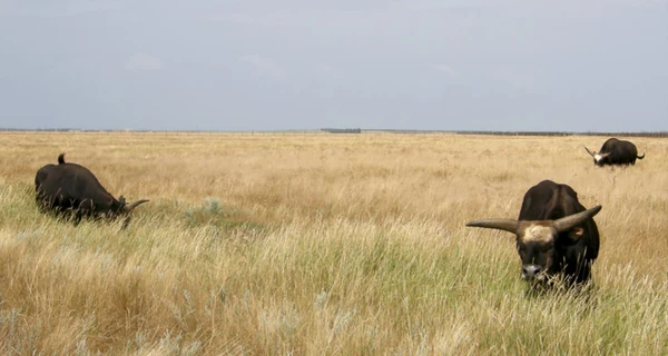 На Херсонщине сгорело 300 га заповедной степи в захваченной россиянами «Аскании-Новой»