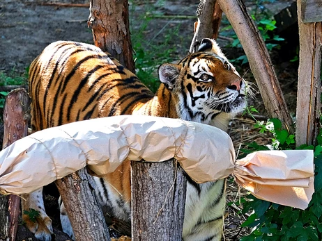 У Київському зоопарку відзначили 14-річчя тигрів Малюка та Рені