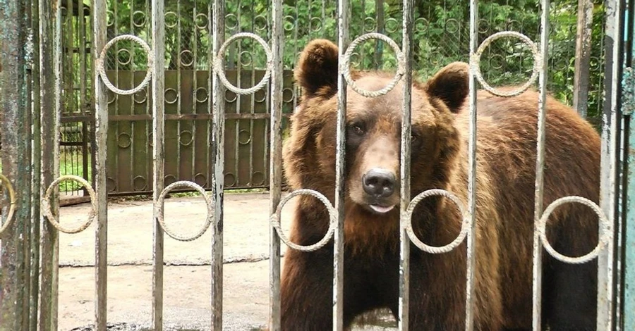 Ведмедя Балу із Хмельницького передадуть до центру реабілітації 