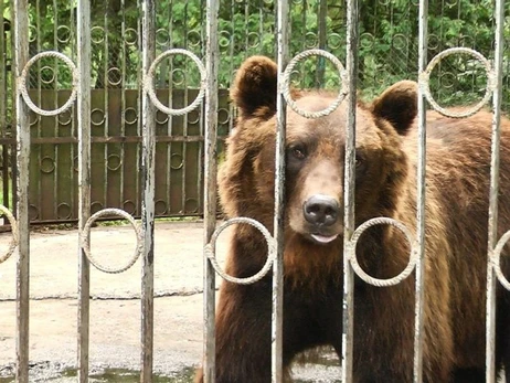 Медведя Балу из Хмельницкого передадут в центр реабилитации 