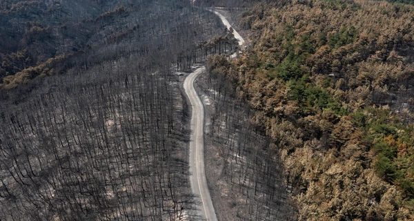 Евросоюз признал лесные пожары в Греции самыми масштабными в своей истории