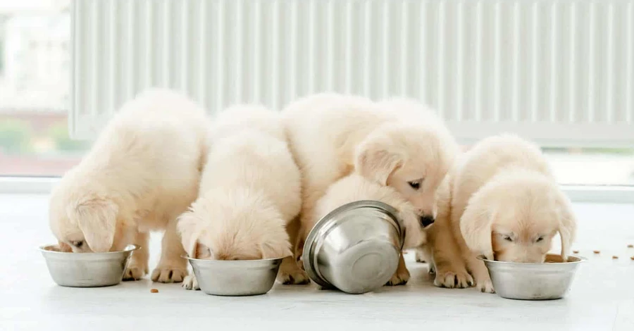 Факт. Як годувати собак у різному віці?