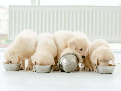 Факт. Как кормить собак в разном возрасте?