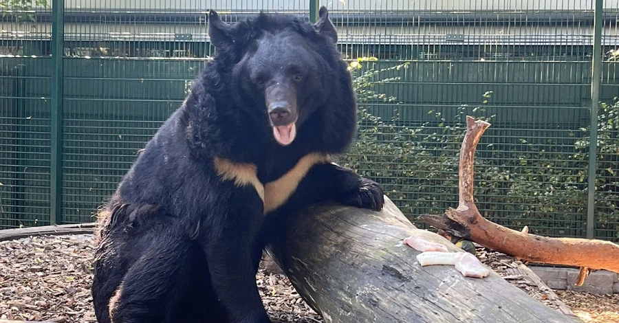 Ведмідь з Ямполя, якого врятували українські військові, поїде у Шотландію