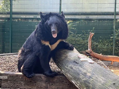 Медведь из Ямполя, которого спасли украинские военные, отправится в Шотландию