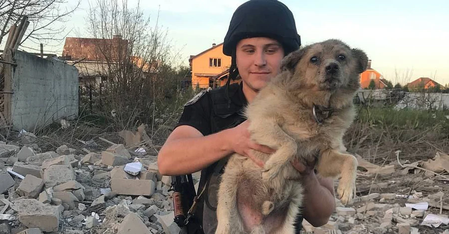 Помер собака, якого врятували з-під завалів у Сумах чотири дні тому