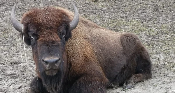 На Волыни неизвестные застрелили краснокнижного зубра