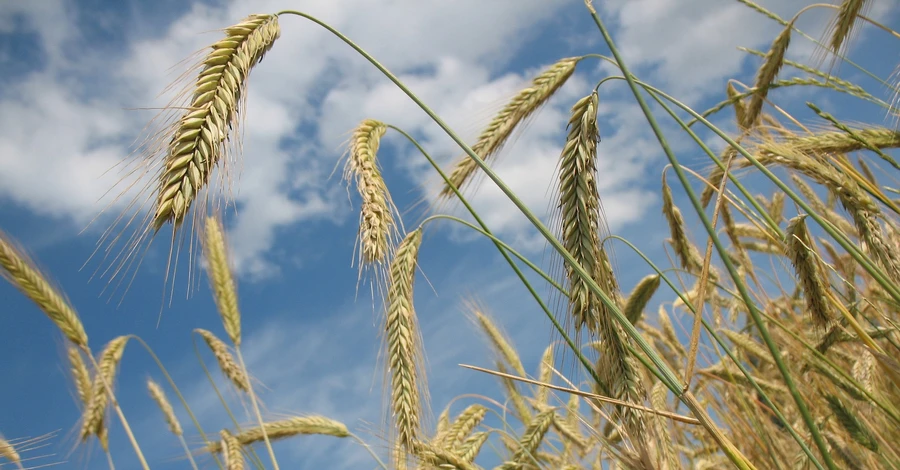 Польща та Словаччина жорстко відреагували на позов України в СОТ через заборону імпорту зерна