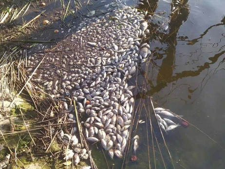 На Житомирщине зафиксировали массовую гибель рыбы на десять миллионов гривен ущерба