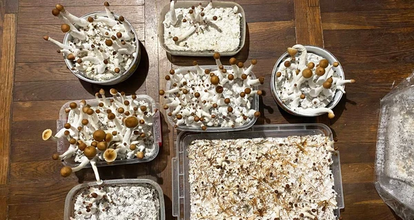 В Ровно задержали мужчину, который вырастил в квартире килограмм галлюциногенных грибов