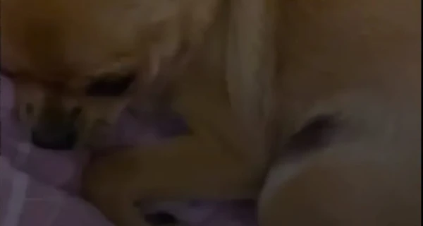 На Днепропетровщине военный приютил животных, над которым издевалась подросток 