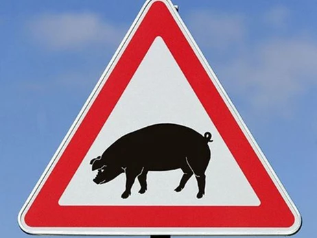 В Конча-Заспе обнаружили больную африканской чумой свинью, в районе введен карантин