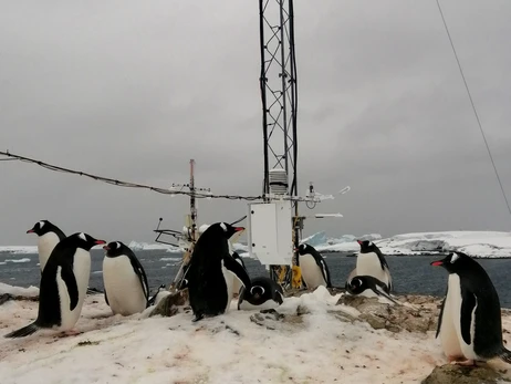 Пингвины оккупировали метеоплощадку украинских ученых на 