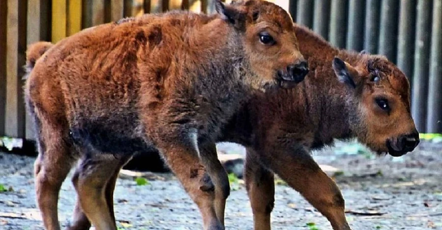 В Киевском зоопарке родились двое телят бизона