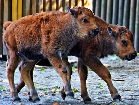 В Киевском зоопарке родились двое телят бизона