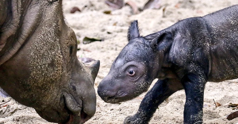 В Индонезии родился суматранский носорог – животных этого вида в мире осталось менее 100