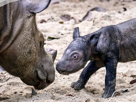 В Индонезии родился суматранский носорог – животных этого вида в мире осталось менее 100