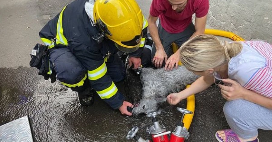 В Ровно спасатели реанимировали собаку, которую вынесли из горящей квартиры
